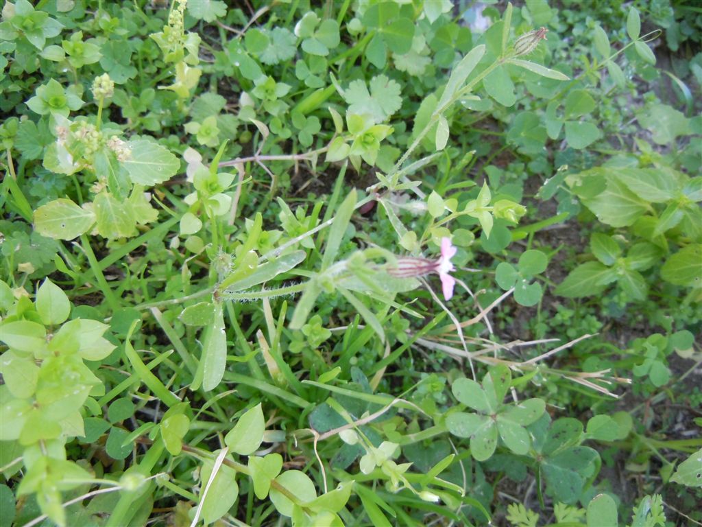 Cariofillacea : Silene gallica